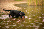 English Cocker Spaniel