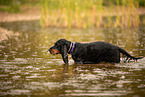 English Cocker Spaniel