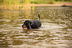 English Cocker Spaniel