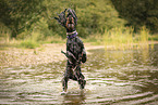 English Cocker Spaniel