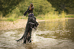 English Cocker Spaniel