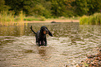 English Cocker Spaniel