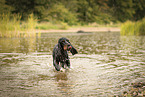 English Cocker Spaniel