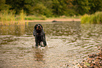 English Cocker Spaniel