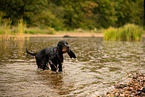 English Cocker Spaniel