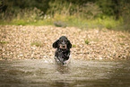 English Cocker Spaniel