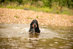 English Cocker Spaniel