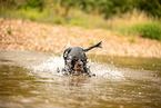 English Cocker Spaniel