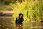 English Cocker Spaniel