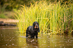 English Cocker Spaniel