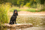 English Cocker Spaniel