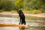 English Cocker Spaniel