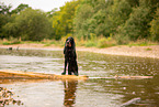 English Cocker Spaniel