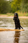 English Cocker Spaniel