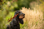 English Cocker Spaniel