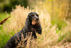 English Cocker Spaniel