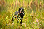 English Cocker Spaniel