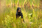 English Cocker Spaniel