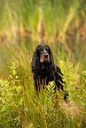 English Cocker Spaniel