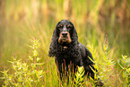 English Cocker Spaniel