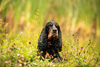 English Cocker Spaniel