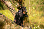 English Cocker Spaniel