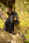 English Cocker Spaniel