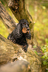 English Cocker Spaniel