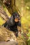 English Cocker Spaniel