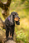 English Cocker Spaniel