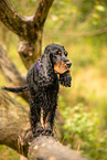 English Cocker Spaniel