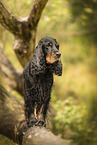 English Cocker Spaniel