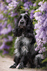 English Cocker Spaniel