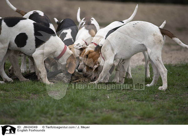 English Foxhounds / English Foxhounds / JM-04049