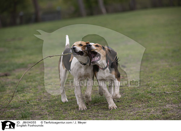 English Foxhounds / English Foxhounds / JM-04055