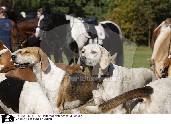 English Foxhounds bei der Jagd / English Foxhounds hunting / JM-04390