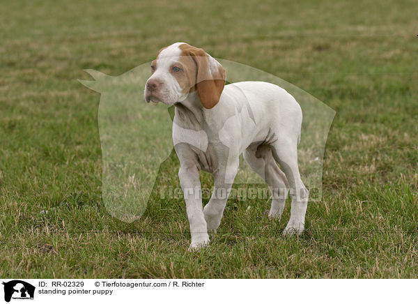 stehender Pointerwelpe / standing pointer puppy / RR-02329