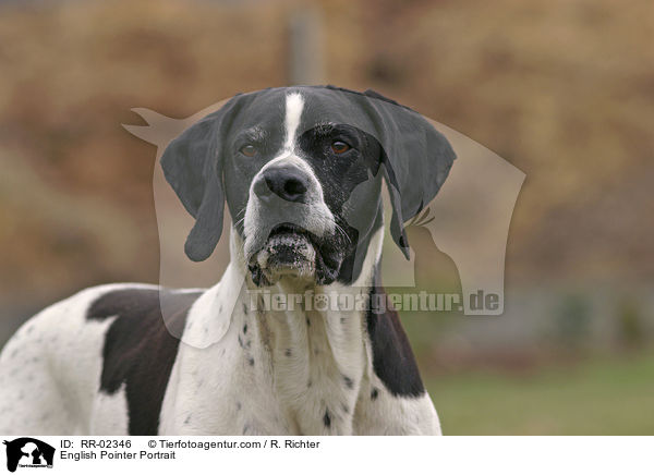 English Pointer Portrait / English Pointer Portrait / RR-02346