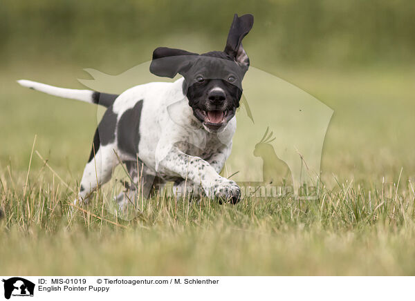 English Pointer Welpe / English Pointer Puppy / MIS-01019