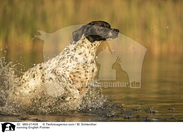 rennender English Pointer / running English Pointer / MIS-01408