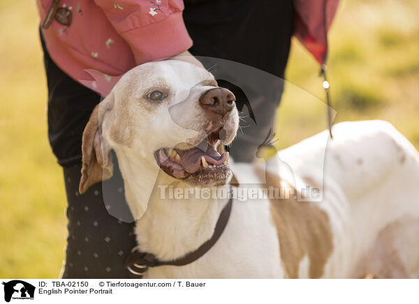 English Pointer Portrait / TBA-02150