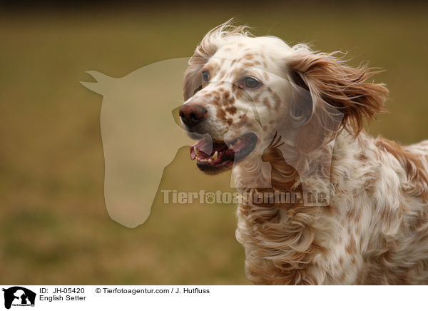 English Setter / JH-05420