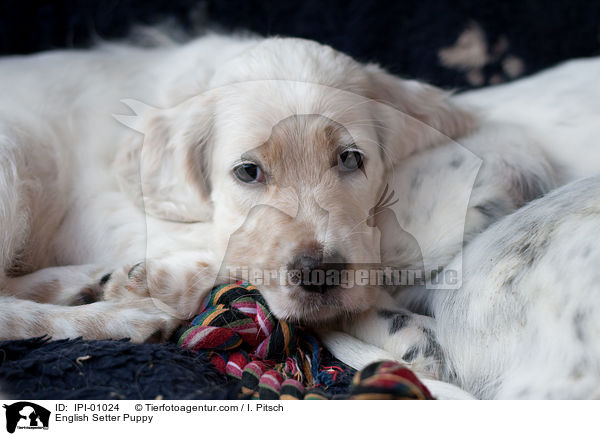 English Setter Puppy / IPI-01024