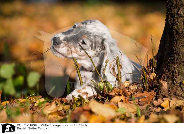 English Setter Welpe / English Setter Puppy / IPI-01036