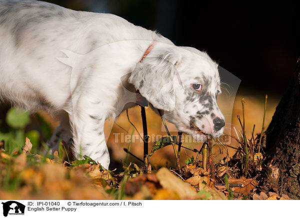 English Setter Welpe / English Setter Puppy / IPI-01040