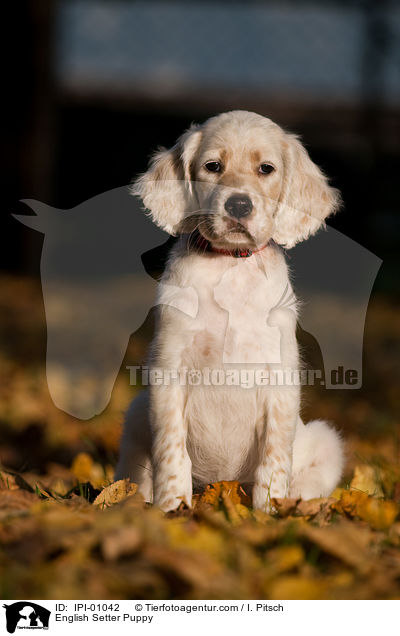 English Setter Welpe / English Setter Puppy / IPI-01042