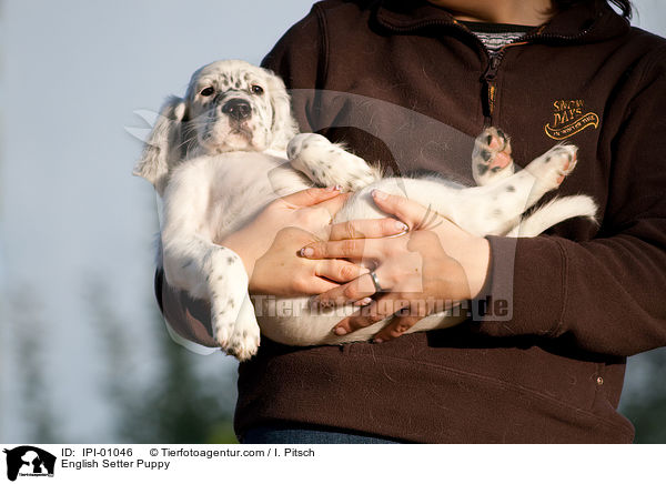 English Setter Welpe / English Setter Puppy / IPI-01046