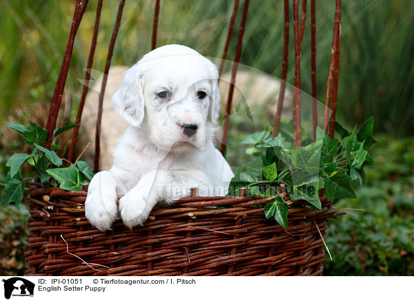 English Setter Welpe / English Setter Puppy / IPI-01051