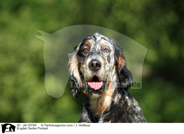 English Setter Portrait / JH-15795