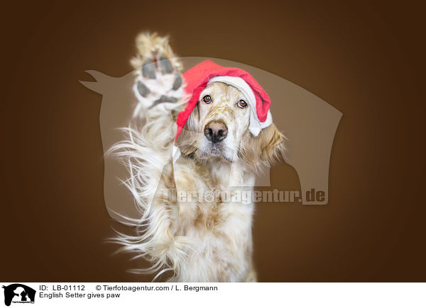 English Setter gibt Pftchen / English Setter gives paw / LB-01112